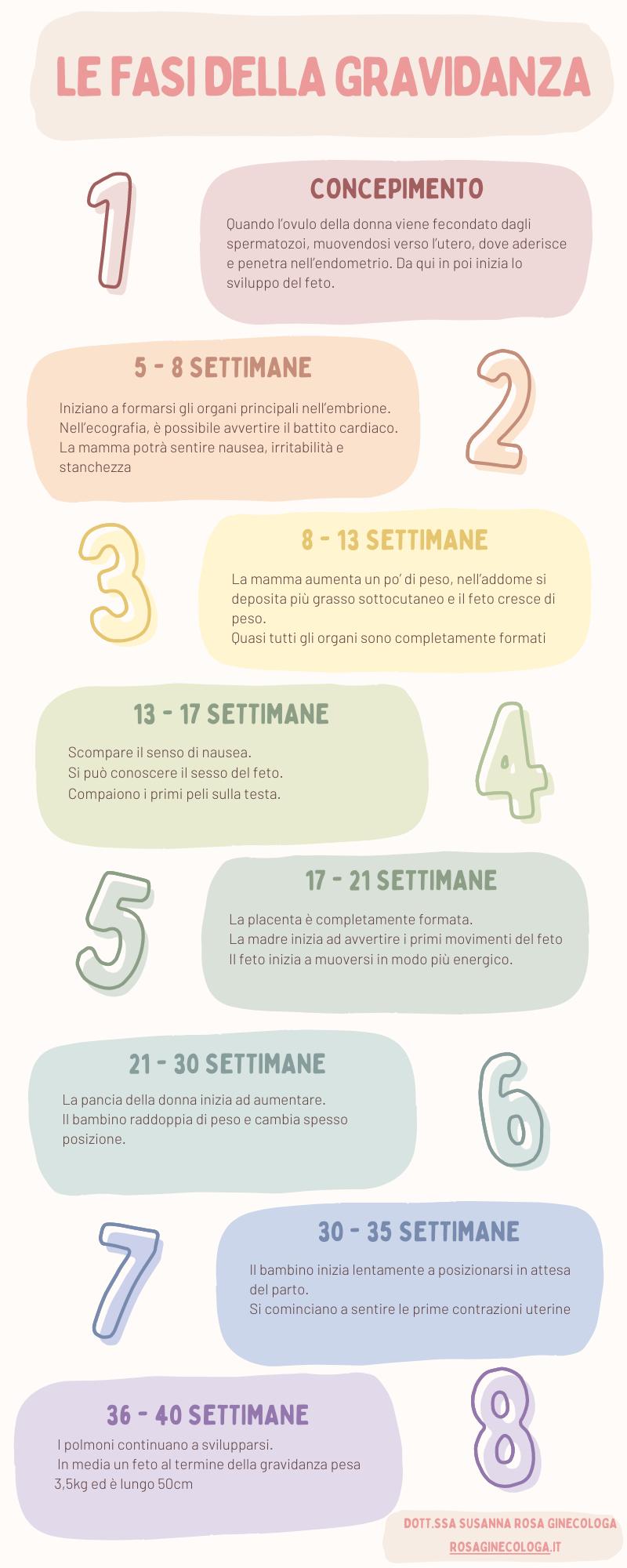 Infografica sulle fasi della gravidanza